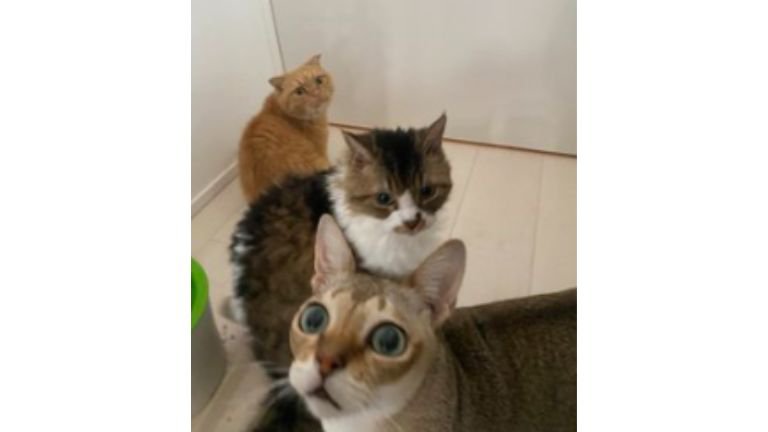 室内にいる猫たち