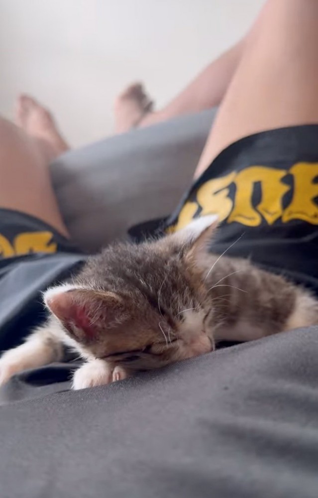 お腹の上で眠る子猫