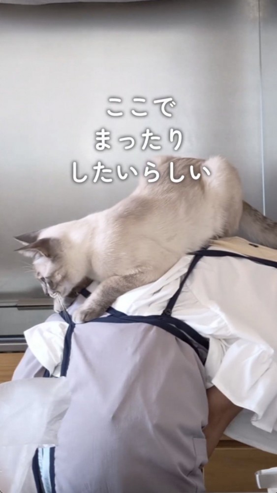 飼い主さんの背中に乗る猫