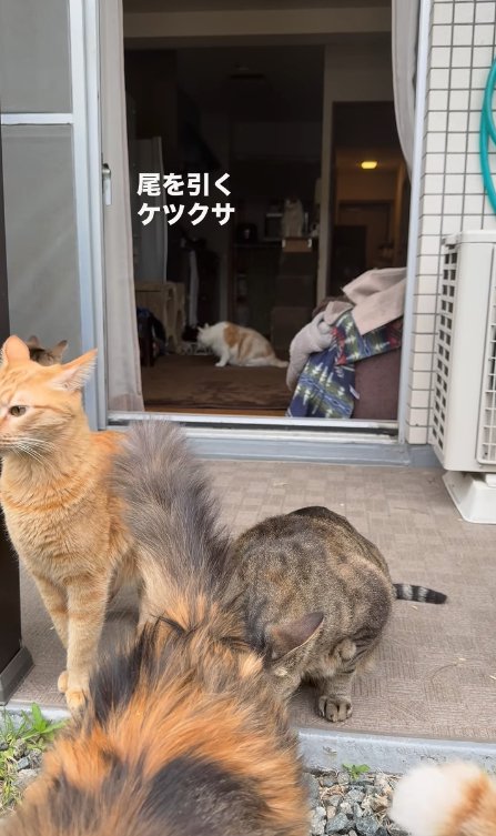 長毛三毛猫のお尻の匂いを嗅ぐキジトラ