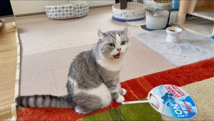 口を開けて飼い主を見つめる猫