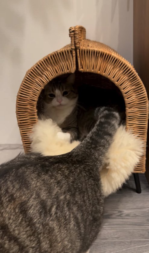 ハウスに入っている猫と出ていく猫