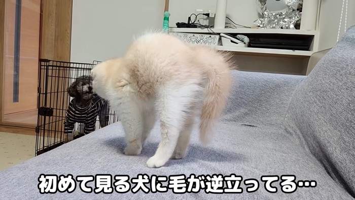 毛を逆立てる子猫