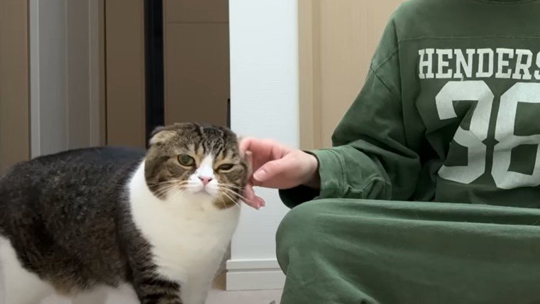 飼い主に甘える猫