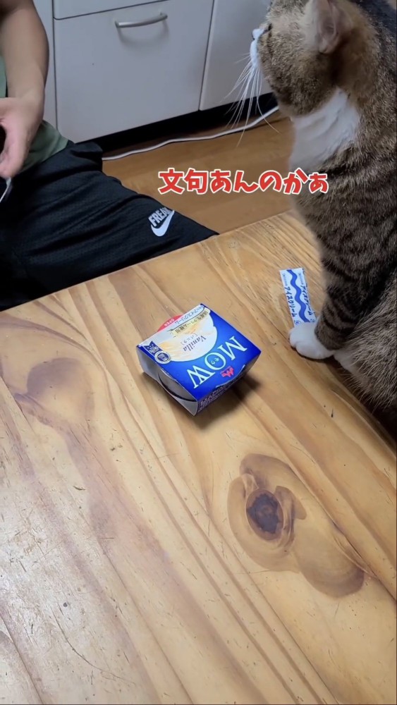 テーブルに乗る猫