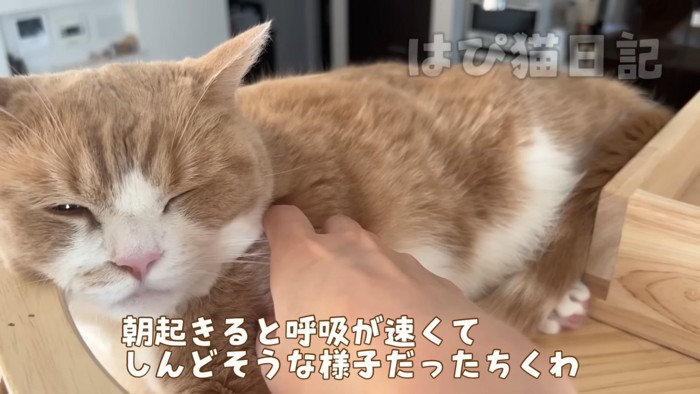 目を細める猫