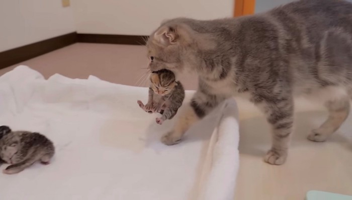 寝床まできた母猫