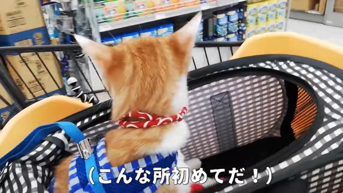 左を見る猫