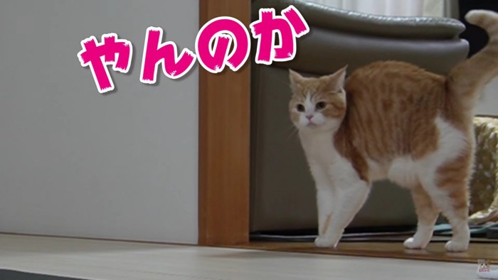 画面いっぱいの猫