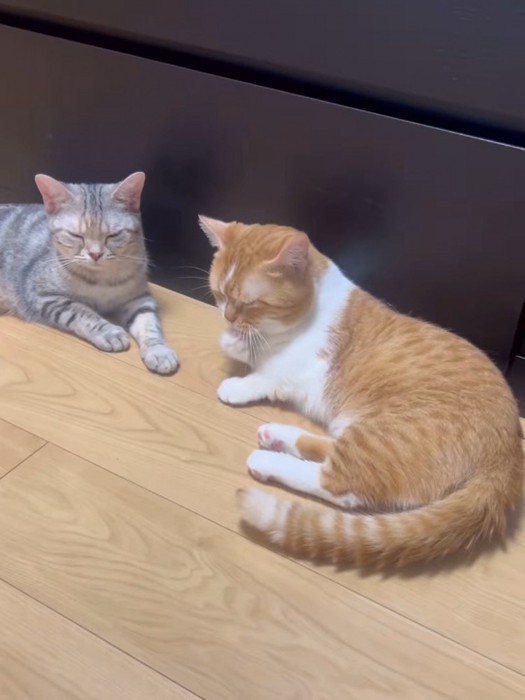 目を閉じる2匹の猫