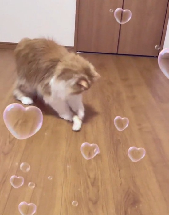 おもちゃを触る猫