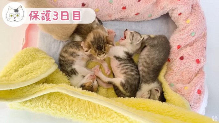 あくびする子猫