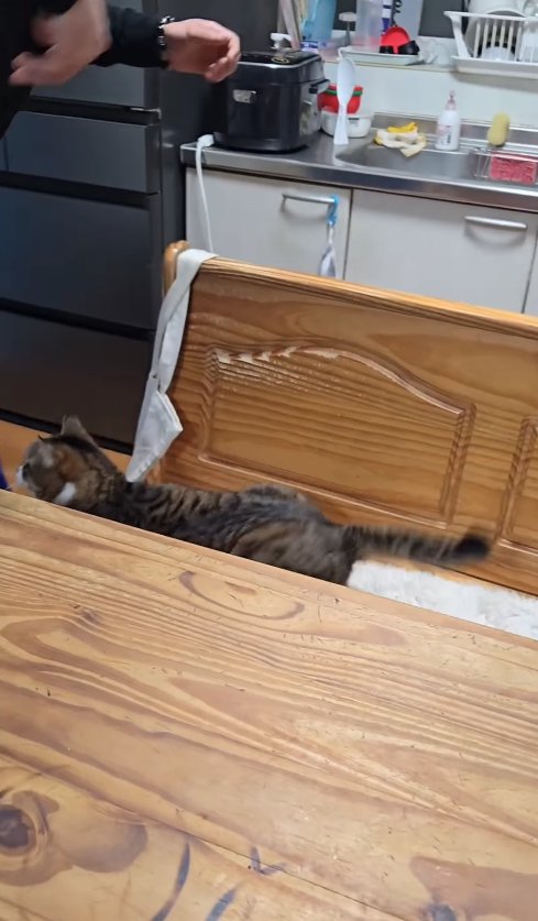 画面左端の子供に襲いかかっている猫