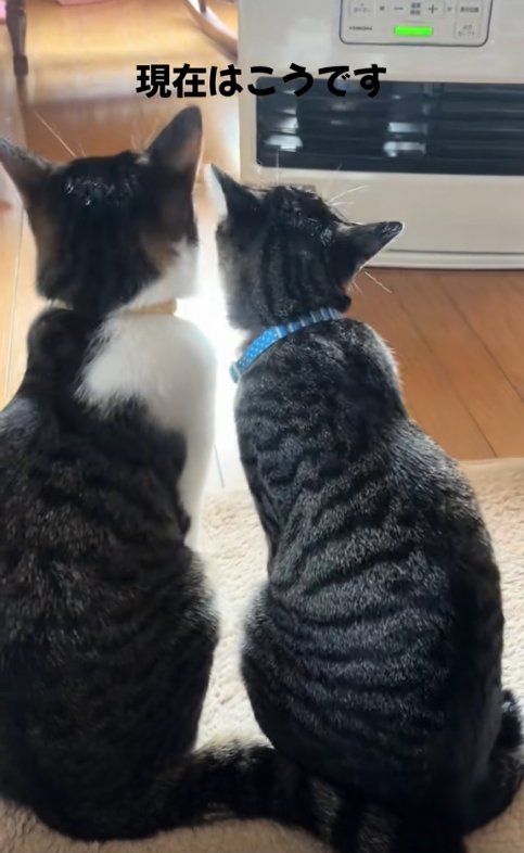 ヒーターの前で並んでお座りしている2匹の猫