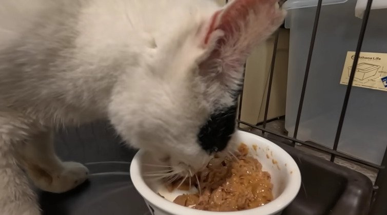 ご飯を食べる猫