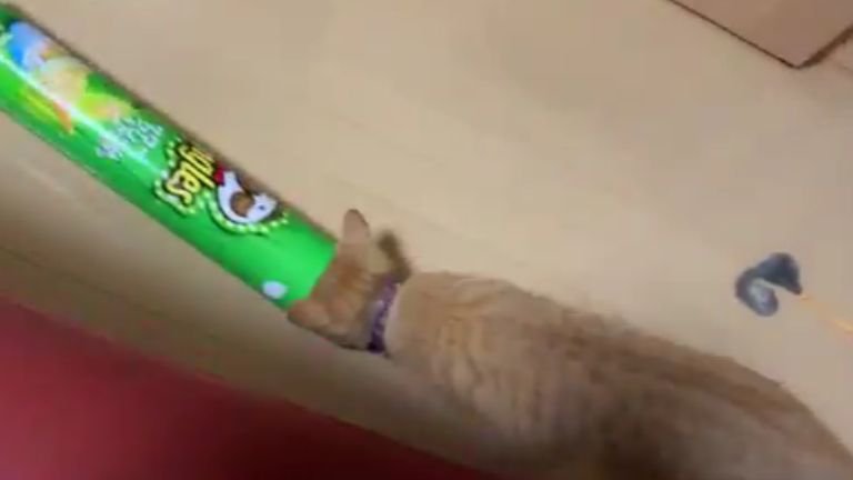 ポテトチップスの筒で遊ぶ猫