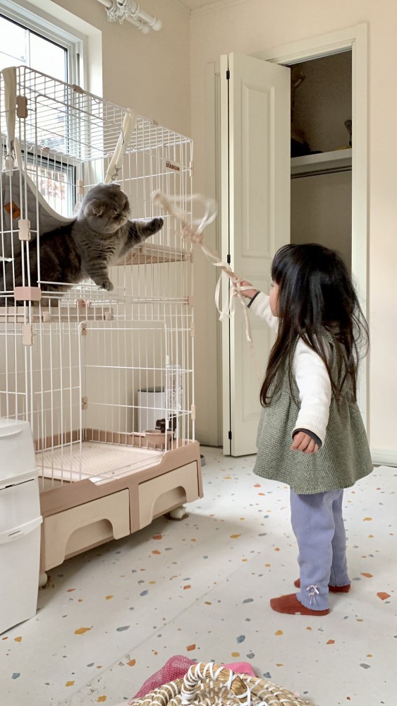 女の子とおもちゃで遊ぶ猫