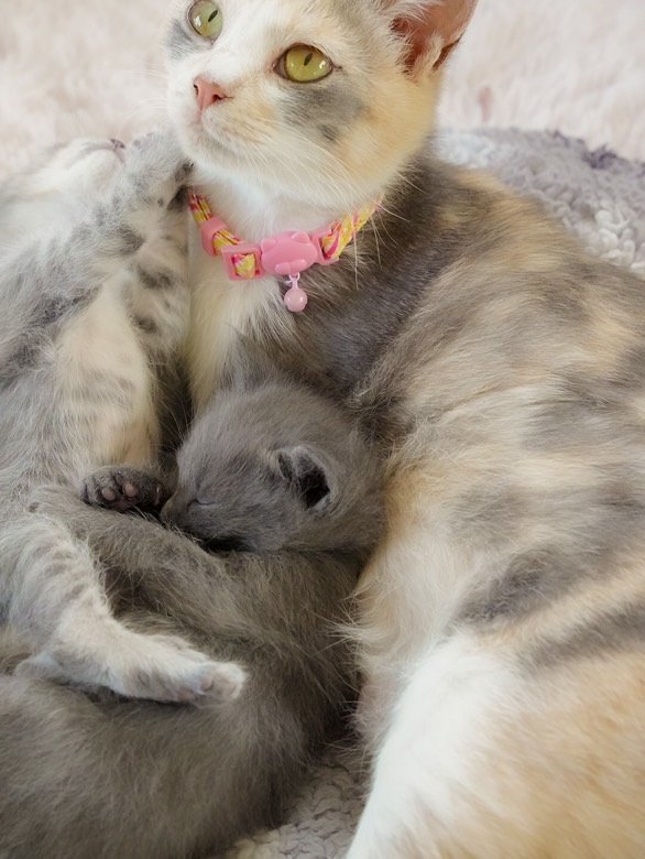 保護された母猫と子猫