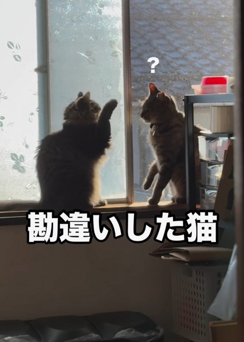 前足をあげる猫を見る猫