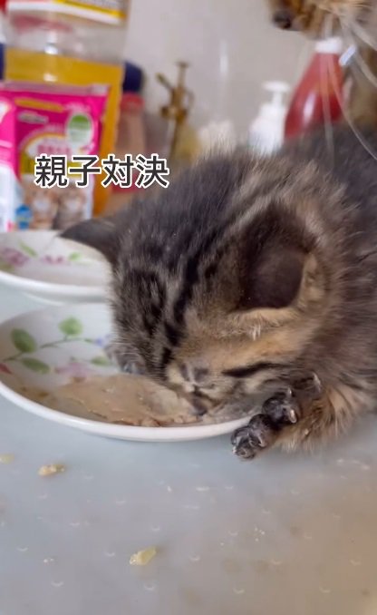 食べる子猫