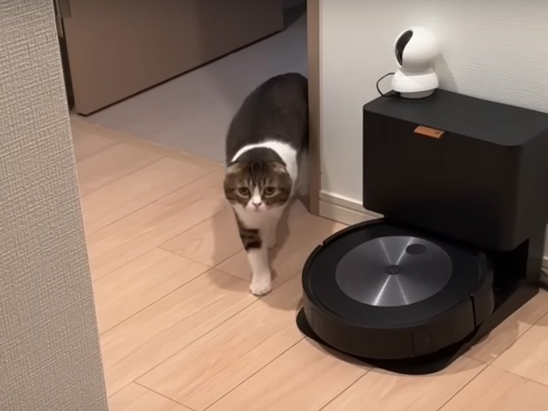 玄関に向かう猫