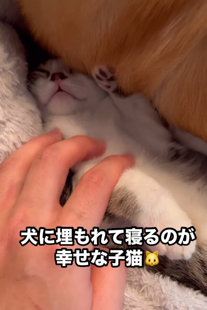なでられる猫