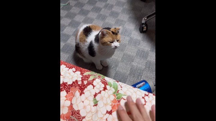 ベッド下でそっぽを向いて