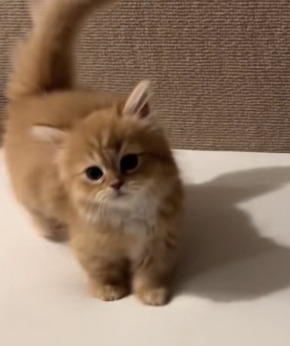 こちらを見つめる猫の写真