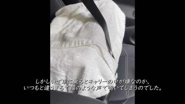 車のシートに固定されたキャリーバッグ