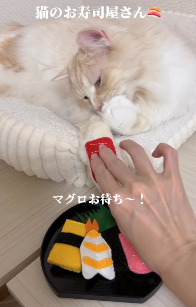 猫の前足におもちゃを乗せる人の手