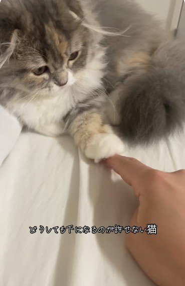人の指を触っている猫