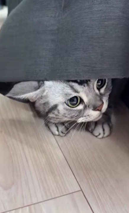 カーテンから顔を覗かせる猫