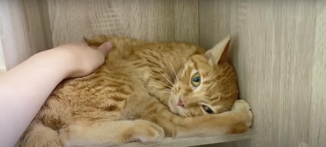 撫でられている猫