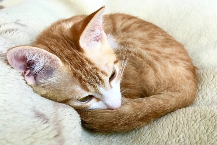 うずくまる茶猫