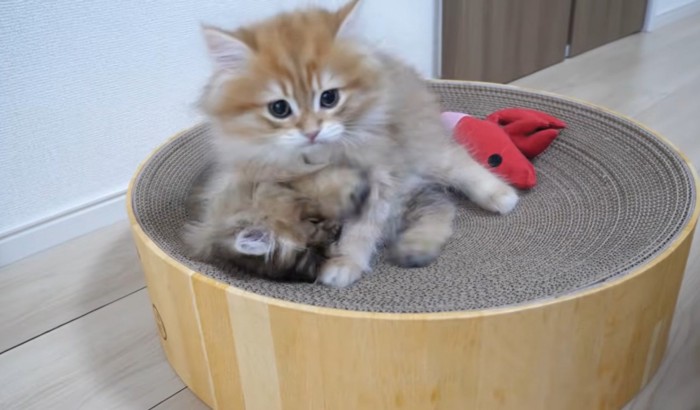 襲ってる猫