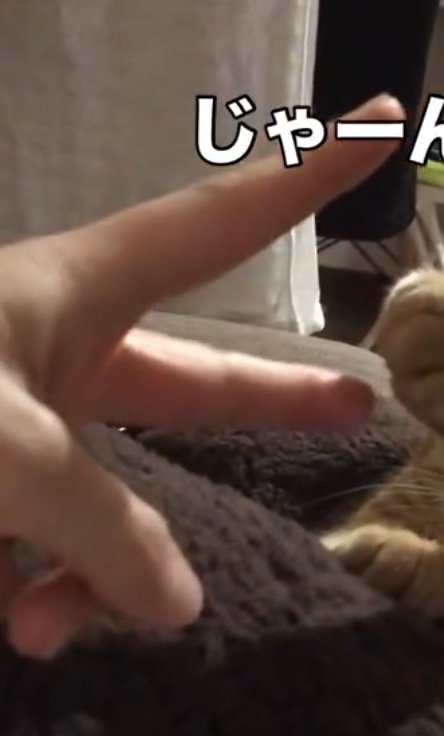 チョキを出す飼い主