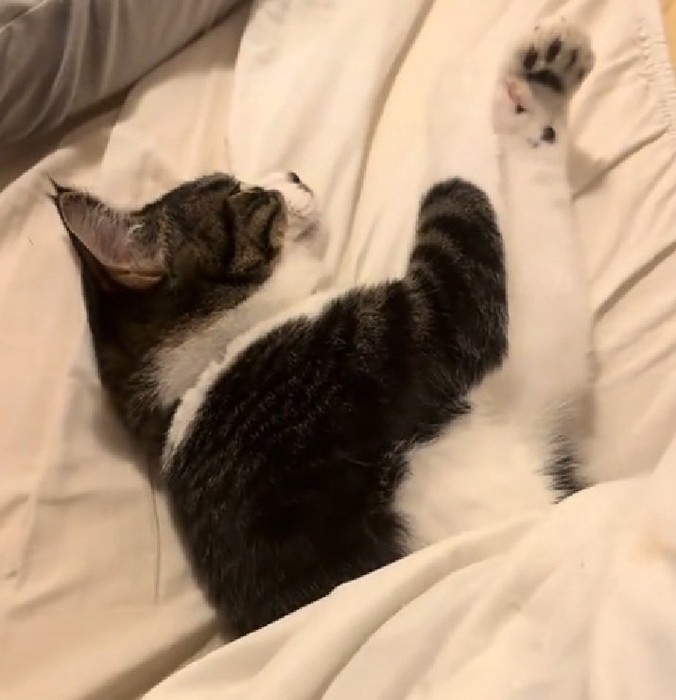 眠る猫