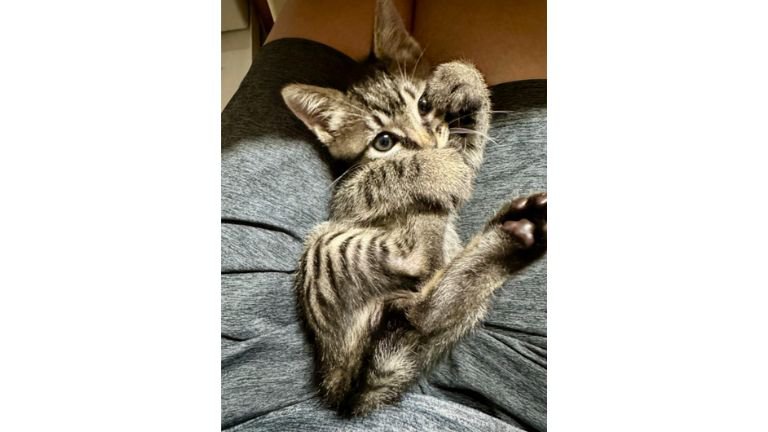 寝転がる猫