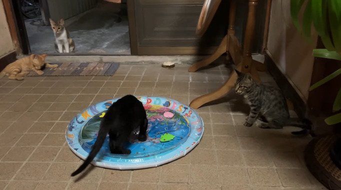 玄関でくつろぐ子猫たち