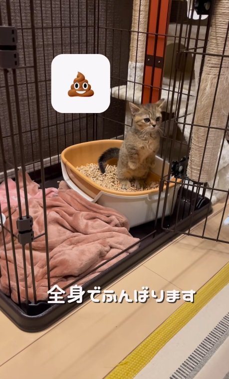 トイレで後ろ足で立つマンチカンの子猫