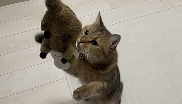 干されているぬいぐるみに手を伸ばす猫