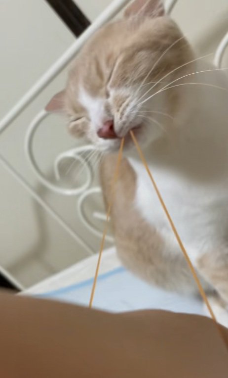 輪ゴムを口にくわえてのばす猫