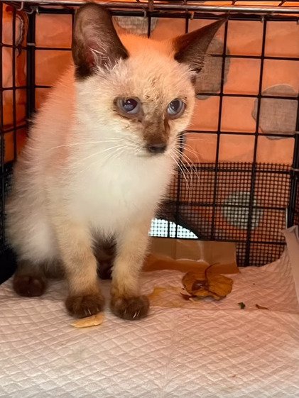 キャリーに入った猫