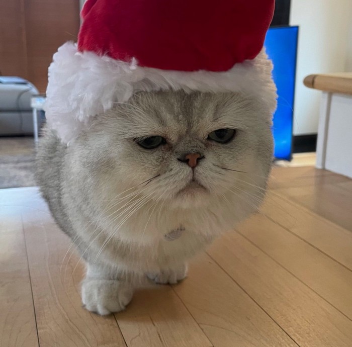 サンタ帽をかぶる猫