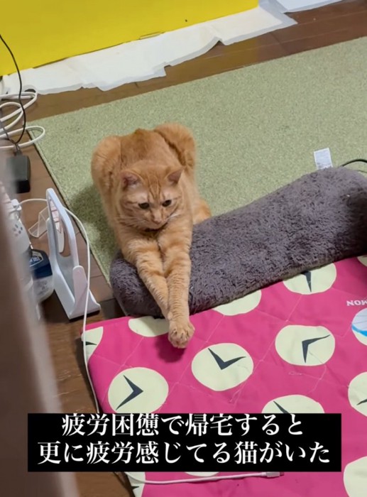 虚無顔で無反応の猫