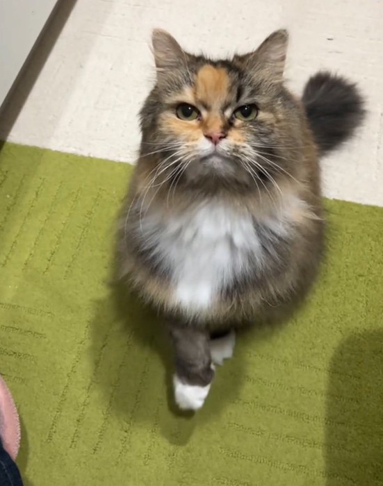 目を見て手を差し出す猫