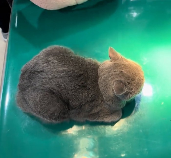 診察台の上の猫