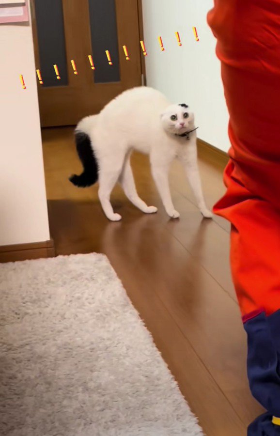 警戒しているハクちゃん