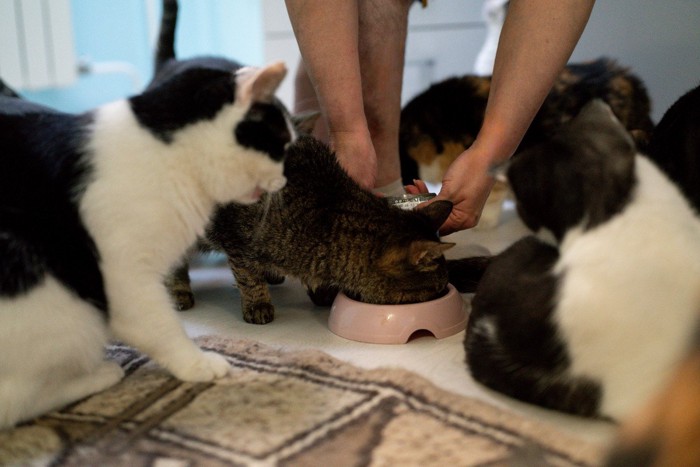 複数の猫にご飯をあげる人