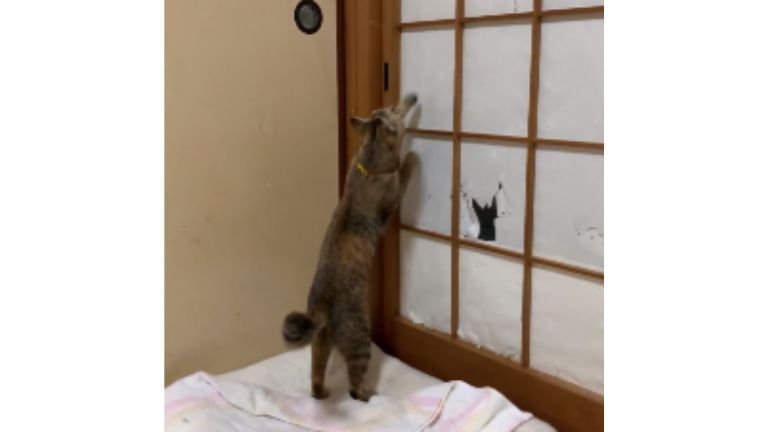猫と障子